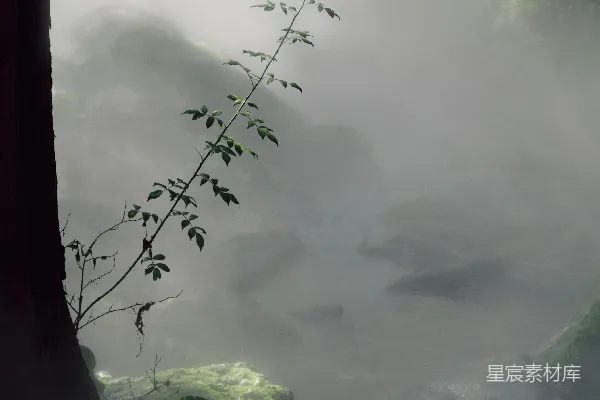 高清摄影 雾气缭绕的森林小径，布满岩石，旁边还有一株小植物。