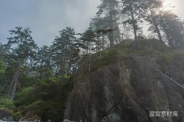 高清摄影 一组树在悬崖顶部