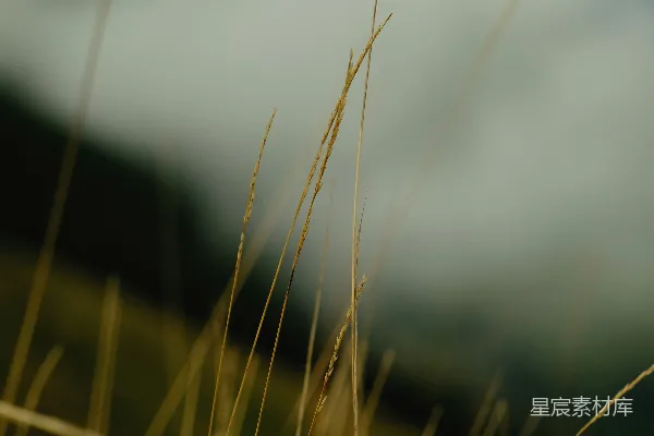 高清摄影 枯黄的草茎上笼罩着薄雾，背景是连绵的山峦。