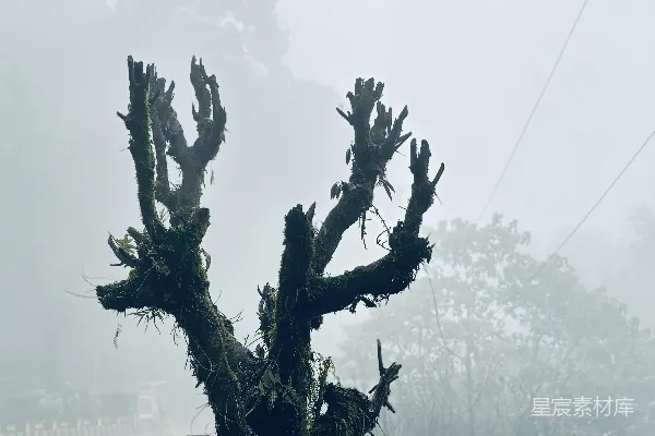高清摄影 一棵桥边的树