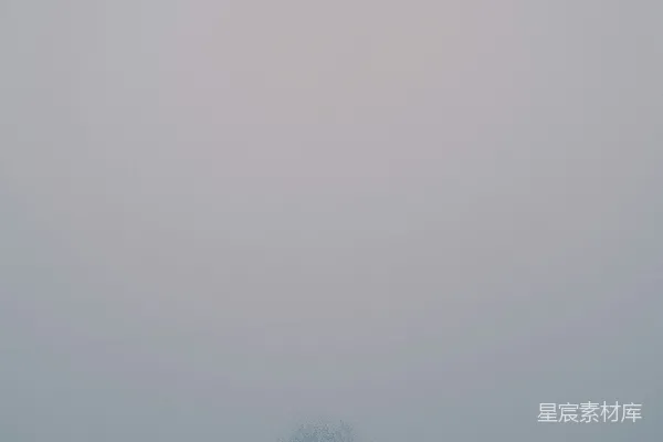高清摄影 在雾气弥漫的田野中央，一棵孤独的树