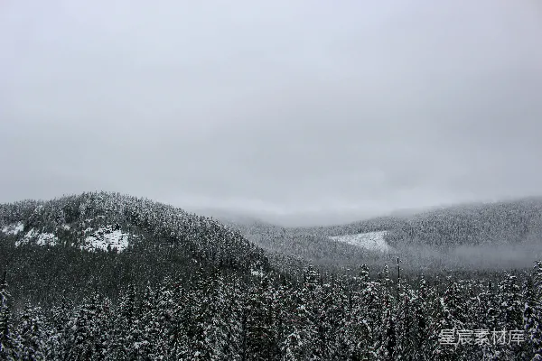 高清摄影 被雪覆盖的森林