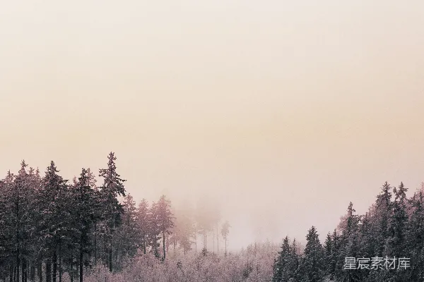 高清摄影 夕阳下，覆盖着积雪的地面上的树木