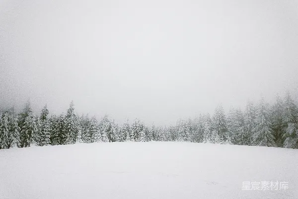高清摄影 白天被雪覆盖的田野和树木