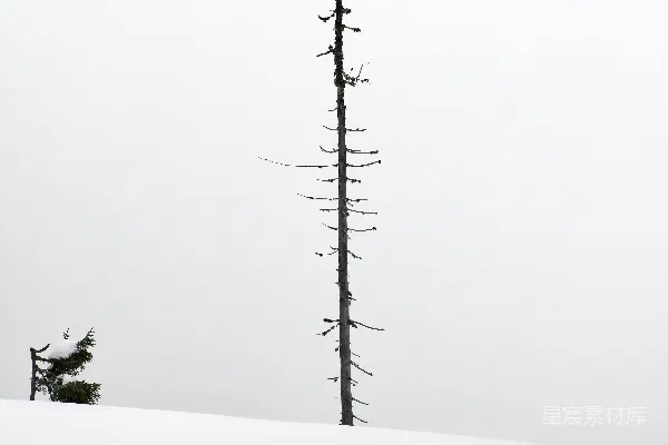 高清摄影 一片雪地中间的一棵孤独的树