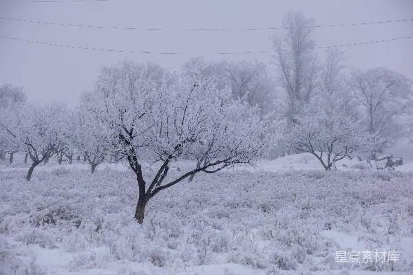 高清摄影 积雪覆盖的光秃秃的树
