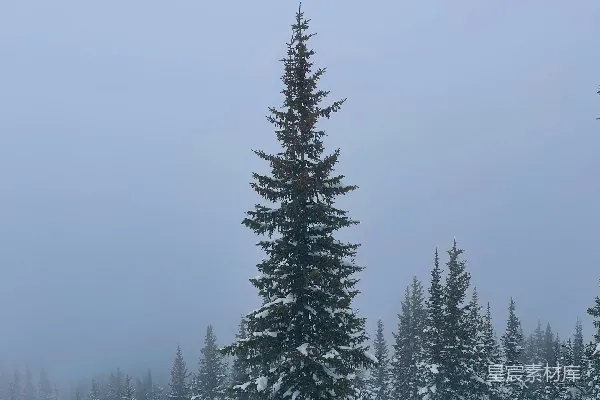 高清摄影 一片覆盖着雪的田野，背景中有树木。