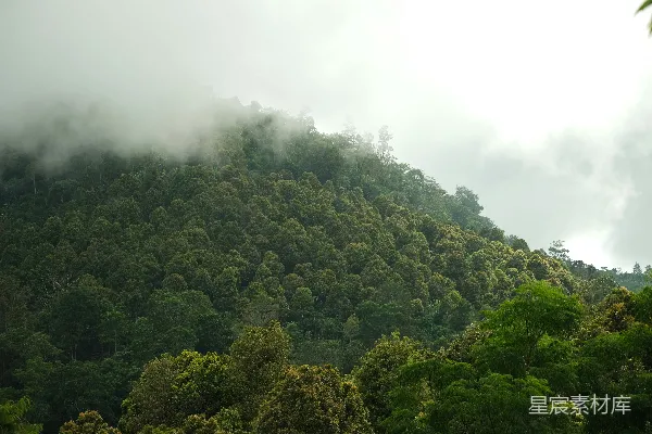 高清摄影 一片树林