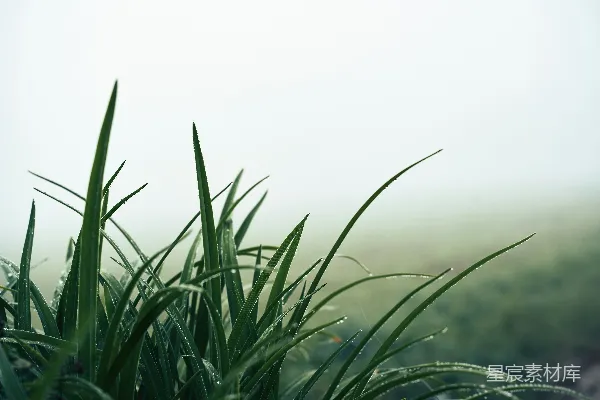 高清摄影 绿色草地