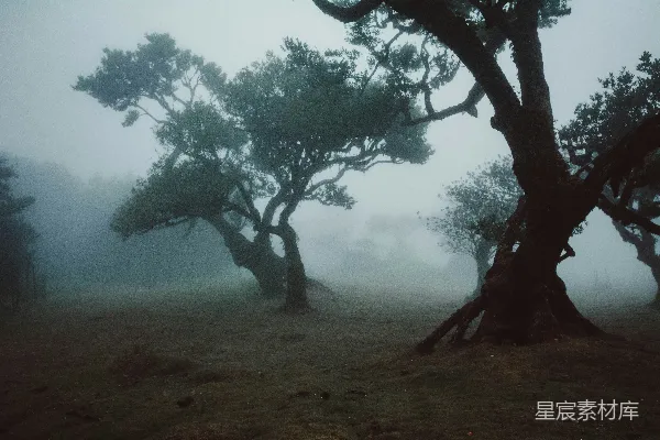 高清摄影 白天棕黄色的地面上有一棵绿树。