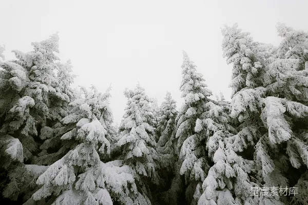 高清摄影 白天被雪覆盖的树木