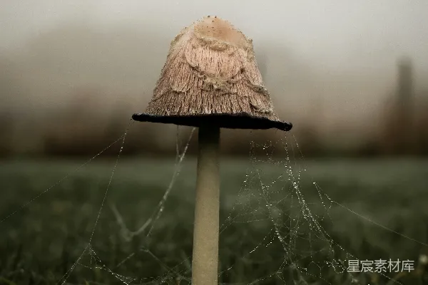 高清摄影 一朵蘑菇坐落在郁郁葱葱的绿地上。