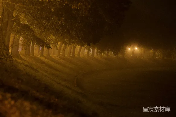 高清摄影 夜晚树林间的道路