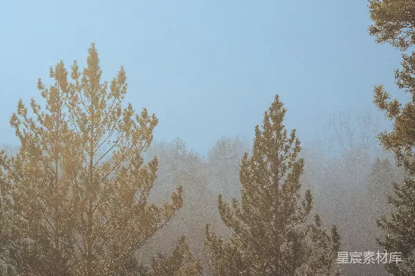 高清摄影 树木在雾蒙蒙的日子里被雾气笼罩。
