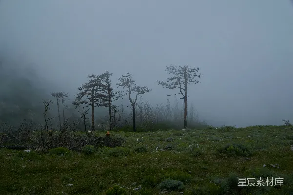 高清摄影 白天，绿草地上有光秃秃的树木，在白色的天空下。