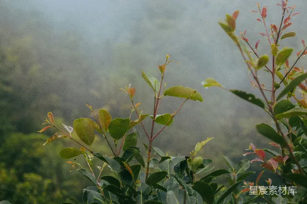 高清摄影 一株植物的特写