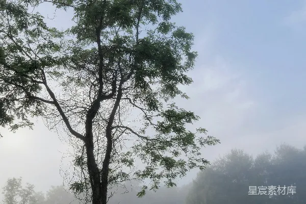 高清摄影 在雾蒙蒙的早晨，一棵树矗立在那里。