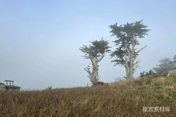 高清摄影 两棵树矗立在小山上，背景中弥漫着雾气。