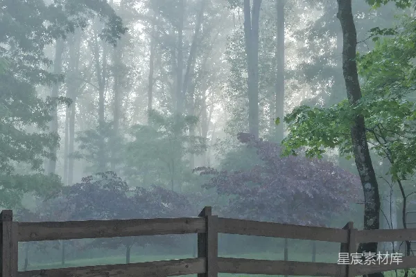 高清摄影 雾气蒙蒙的森林景象，有木栅栏围成的区域。