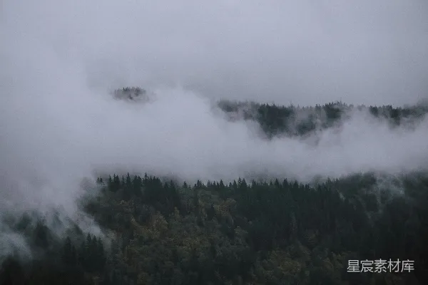 高清摄影 烟雾笼罩森林