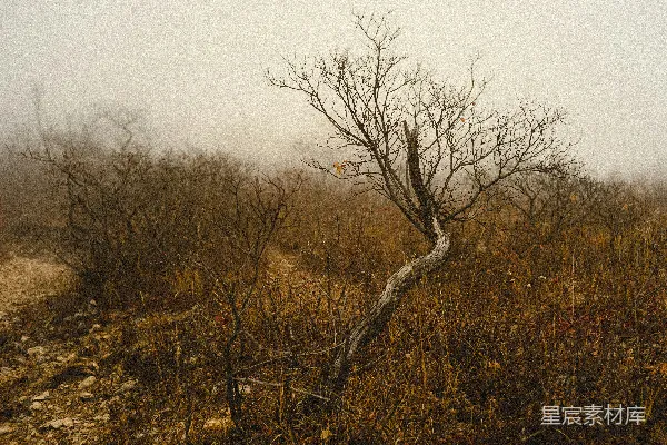 高清摄影 一片雾蒙蒙的田野，前景中有一棵孤独的树。