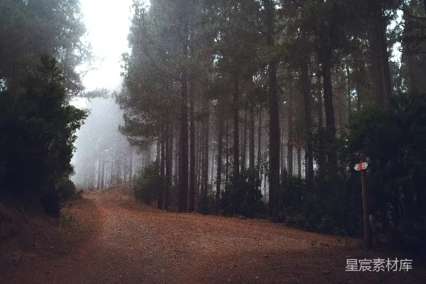 高清摄影 树木之间的步道