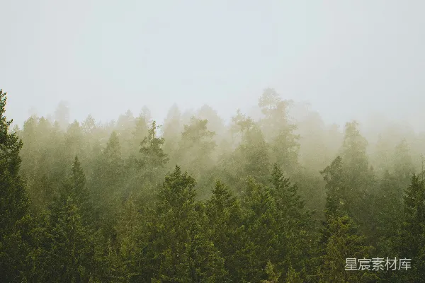 高清摄影 雾气笼罩的森林，树木茂密。