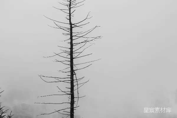 高清摄影 松树