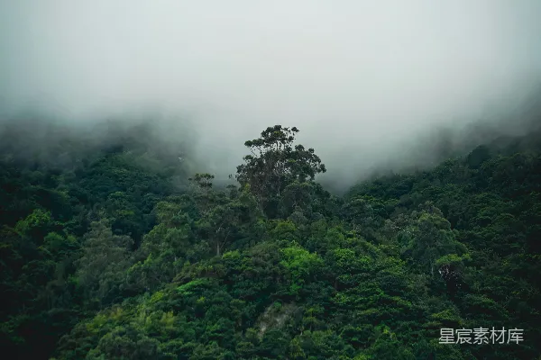 高清摄影 一座雾蒙蒙的山，前景中有一棵树。