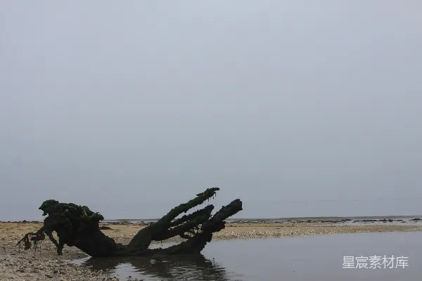 高清摄影 一棵大树桩坐落在沙质海滩上。
