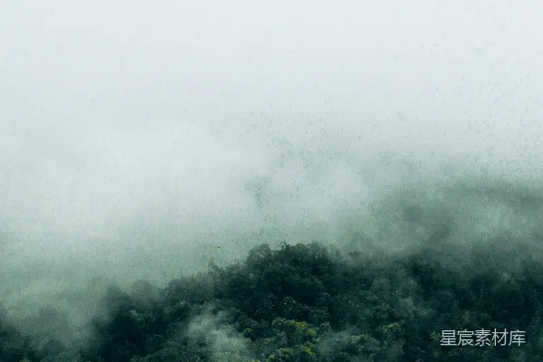 高清摄影 一片树林