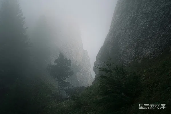高清摄影 山间树木