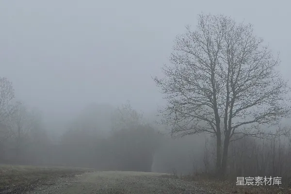 高清摄影 一条泥土路，路的两边都是树木。