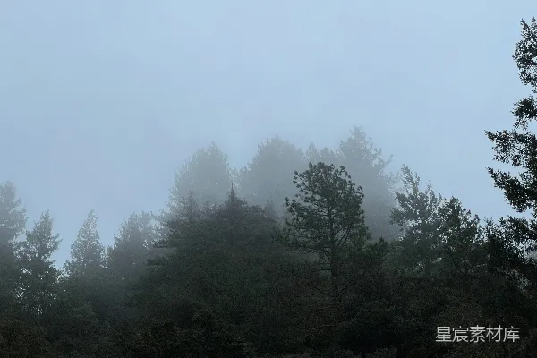 高清摄影 雾气蒙蒙的森林里有很多树。