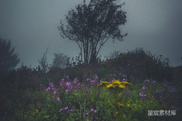 高清摄影 一片开满鲜花的田野，背景中有一棵树。