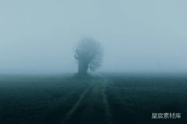 高清摄影 树的剪影在雾气中。