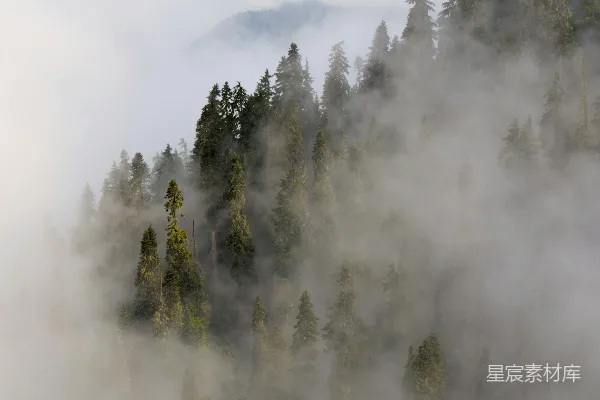 高清摄影 雾气笼罩在薄雾笼罩的山坡树木上。
