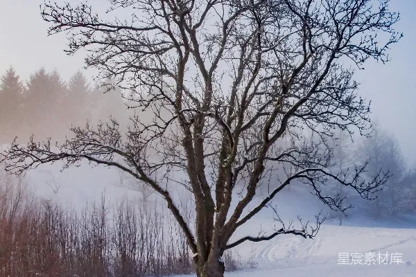 高清摄影 没有叶子的树在雪覆盖的地面上