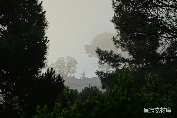 高清摄影 白天水边的绿树