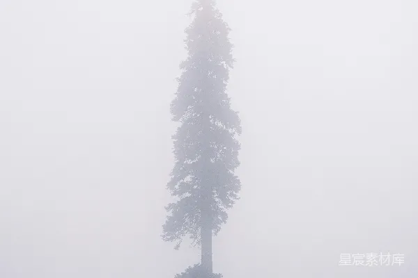 高清摄影 在雾中的一棵孤树，矗立在山上。