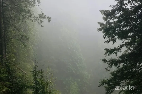 高清摄影 白天，白天下绿树成荫。