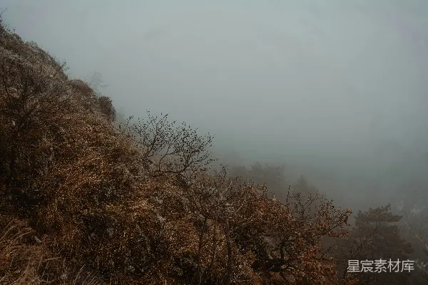 高清摄影 雾蒙蒙的山坡，前景中有树木和灌木丛。