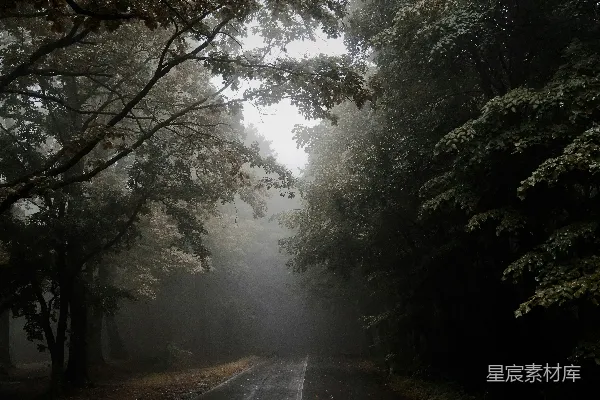 高清摄影 一条道路，背后是树木和雾。