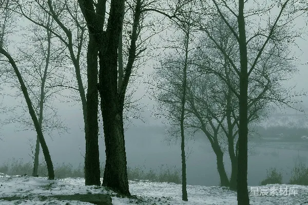 高清摄影 几棵站在雪中的树