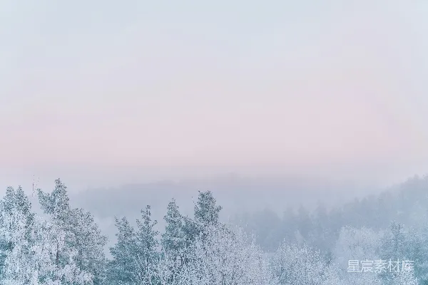 高清摄影 白天覆盖着积雪的树木