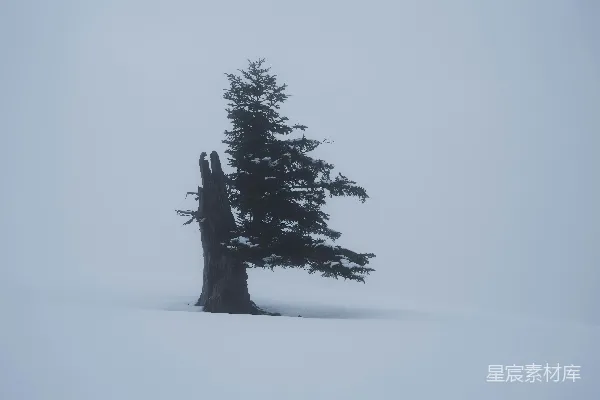 高清摄影 雪地里的一棵孤独的松树