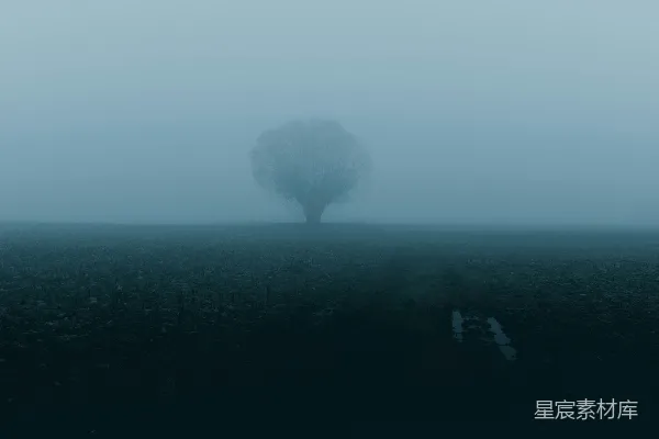 高清摄影 夜晚树木的剪影