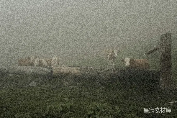 高清摄影 牛靠近木头