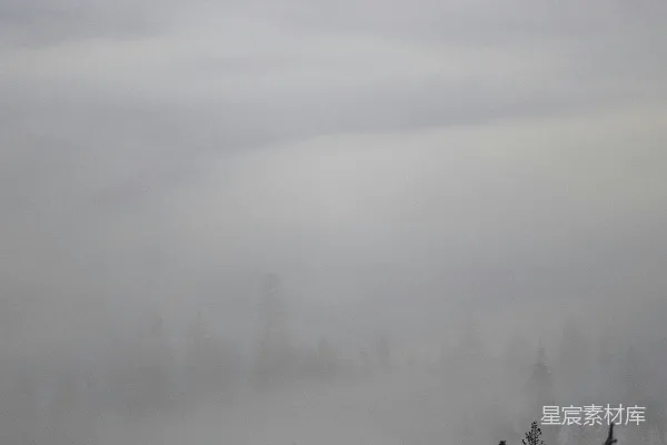 高清摄影 一片被雪覆盖的森林的景象