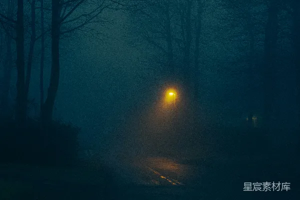 高清摄影 夜晚的光秃秃的树